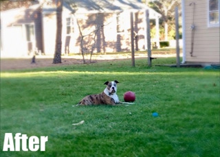 green lush lawn, thanks to Dependable Landscaping